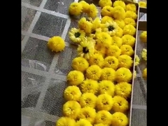 2300*1200*2000 ミリメートル 2 ラック熱風オーブン乾燥機果物茶葉乾燥機